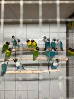 Personata’s te koop, Dieren en Toebehoren, Meerdere dieren, Dwergpapegaai of Agapornis, Geringd