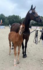 Jaarling extreme us, hengst, Dieren en Toebehoren, Paarden, Hengst, 0 tot 2 jaar