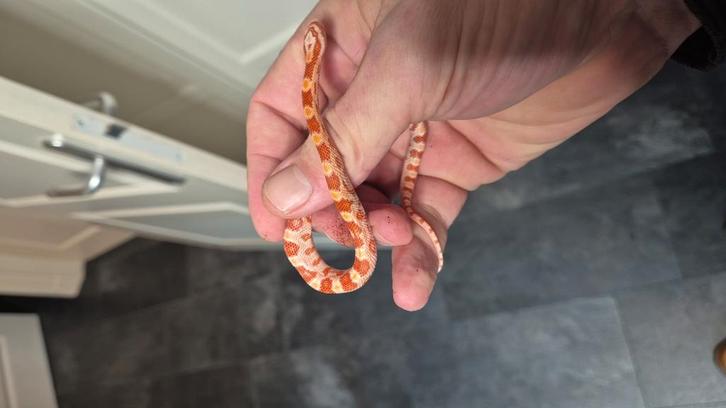 2 jonge amel korenslangen