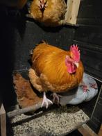 Mooie grote Orpington haan, Dieren en Toebehoren, Mannelijk, Kip