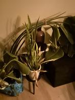 Strelitzia Nicolai kamerplanten, Ophalen, Overige soorten, Halfschaduw, In pot