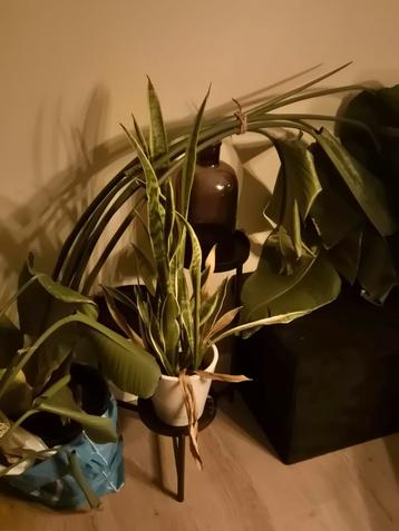Strelitzia Nicolai kamerplanten beschikbaar voor biedingen