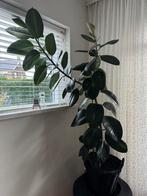Ficus Elastica kamerplant, Huis en Inrichting, Ophalen, Ficus, 100 tot 150 cm