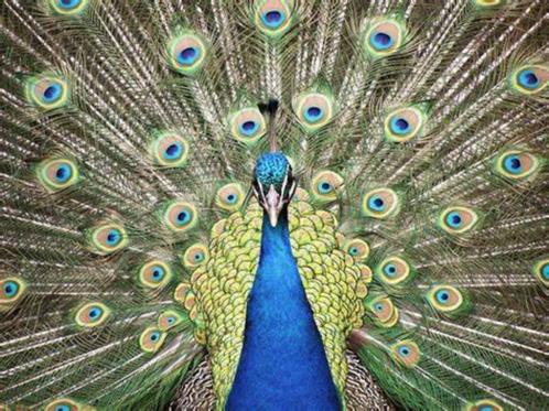 Mooie, decoratieve, blauwe Pauwveren, staartveren, Huis en Inrichting, Woonaccessoires | Overige, Nieuw, Ophalen of Verzenden