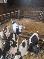 Prachtige bokken dekbok hoornloos en met in Maartensdijk, Dieren en Toebehoren, Schapen, Geiten en Varkens