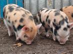 Gothinger biggen borgjes, Dieren en Toebehoren, Mannelijk, Varken