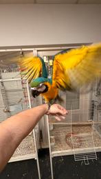 Super tamme Baby Blauw Gele Aras 2025, Dieren en Toebehoren, Vogels | Parkieten en Papegaaien, Meerdere dieren, Papegaai, Pratend