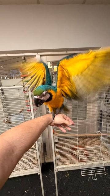 Super tamme Baby Blauw Gele Aras 2025 beschikbaar voor biedingen