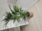 Palm 150 cm, Huis en Inrichting, Kamerplanten, Ophalen, Halfschaduw