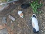 Cavia's te koop, Dieren en Toebehoren, Knaagdieren, Augustus, Meerdere dieren, Cavia