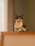Ter adoptie lieve Jumbo katertje 4 jaar, Dieren en Toebehoren, Katten en Kittens | Overige Katten, Kater, Kortharig, 3 tot 5 jaar