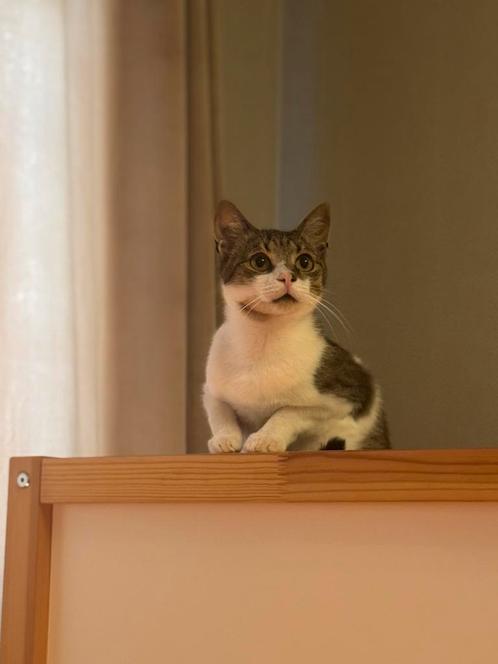 Ter adoptie lieve Jumbo katertje 4 jaar, Dieren en Toebehoren, Katten en Kittens | Overige Katten, Kortharig, Kater, 3 tot 5 jaar