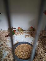 Binnen astrilde koppels, Dieren en Toebehoren, Meerdere dieren