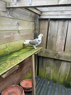 Jonge iraanse hoog vlieger, Dieren en Toebehoren, Vogels | Duiven, Vrouwelijk, Postduif