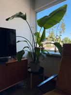 Banana leaf / Strelitzia Nicolai 1.2m+, Ophalen, 100 tot 150 cm, Overige soorten, Halfschaduw