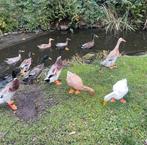 Indische loopeenden te koop – geboren 5 augustus, Dieren en Toebehoren, Pluimvee, Meerdere dieren, Eend