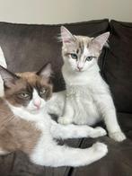 Twee lieve Ragdoll broertjes, Dieren en Toebehoren, Katten en Kittens | Overige Katten, Kater