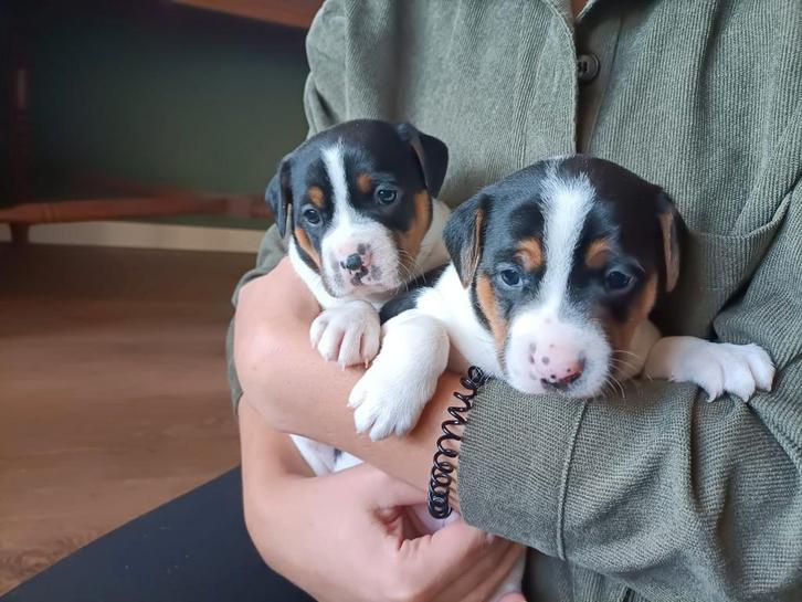 Lieve driekleurige Boerenfox pups te koop, Dieren en Toebehoren, Honden | Jack Russells en Terriërs, Meerdere dieren, Overige rassen