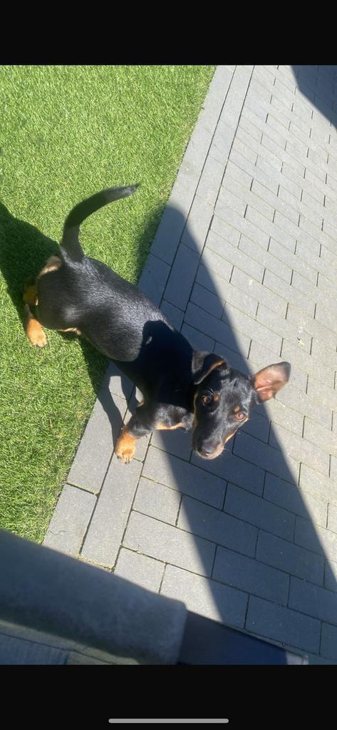 Jack russel terriër, Dieren en Toebehoren, Honden | Jack Russells en Terriërs, Teef, Overige rassen, Particulier, Eén hond, Nederland