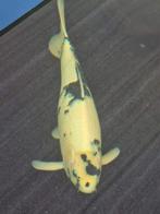 Shiro utsurhi rond de 60 cm, Karper of Koi