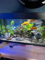Zoetwater aquarium, Dieren en Toebehoren, Vissen | Aquaria en Toebehoren, Ophalen of Verzenden, Gebruikt, Gevuld zoetwateraquarium