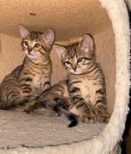 Prachtige kittens  🐾 ( twee kittens over ), Dieren en Toebehoren, Katten en Kittens | Raskatten | Korthaar, Meerdere dieren, Ontwormd