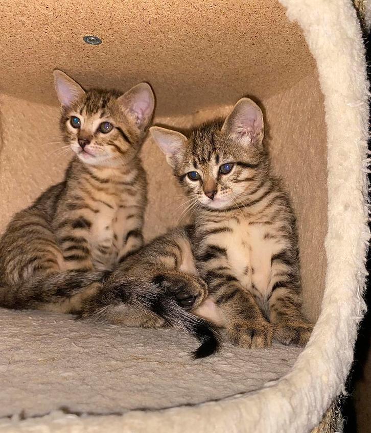 Prachtige kittens  🐾 ( twee kittens over ), Dieren en Toebehoren, Katten en Kittens | Raskatten | Korthaar, Meerdere dieren, 0 tot 2 jaar
