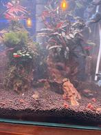 Lotus, Bucephalandra en anubias, Dieren en Toebehoren, Vissen | Aquaria en Toebehoren, Ophalen, Zo goed als nieuw, Plant(en), Steen of Hout