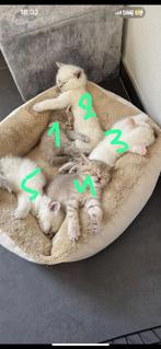 Britse korthaar kittens, Dieren en Toebehoren, Katten en Kittens | Raskatten | Korthaar, Meerdere dieren, 0 tot 2 jaar