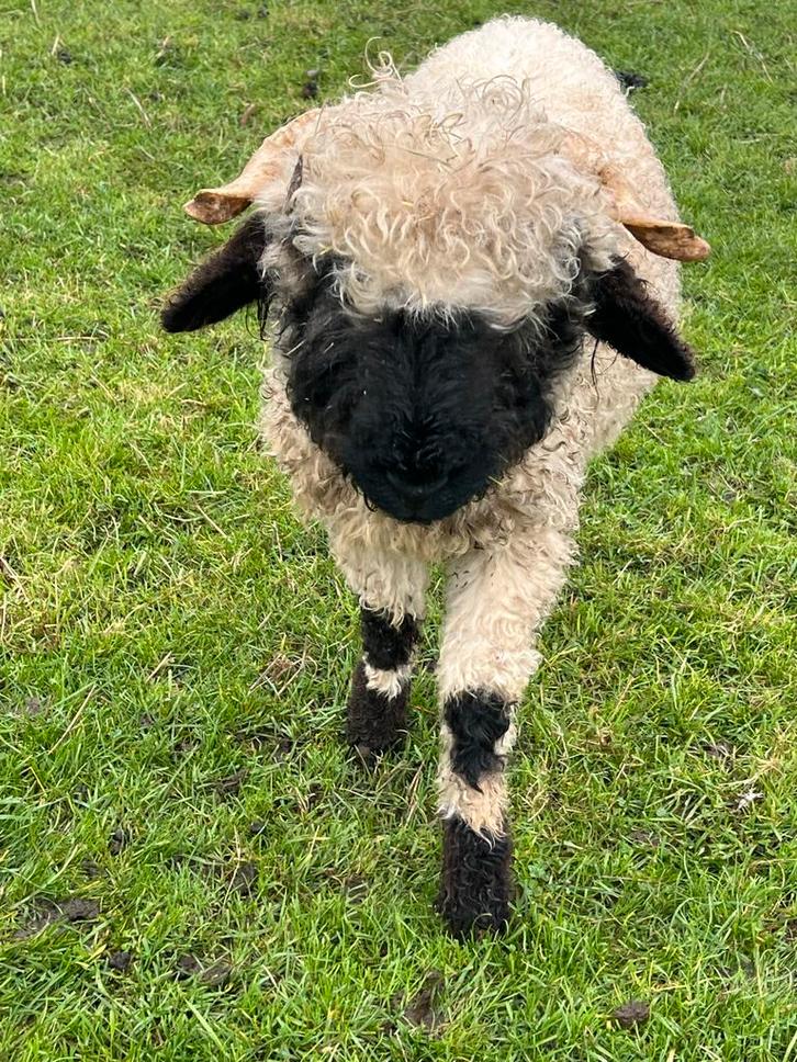 Walliser Schwarznase lamram, ja+, Dieren en Toebehoren, Schapen, Geiten en Varkens, Schaap, Mannelijk
