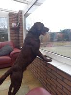 dekreu labrador met ervaring, Dieren en Toebehoren, Honden | Dekreuen, Rabiës (hondsdolheid), Reu, Eén hond, 3 tot 5 jaar