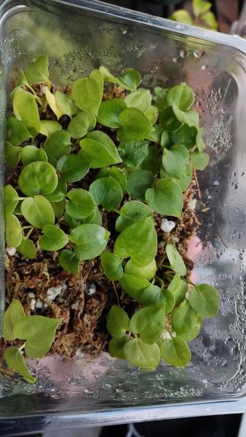 Bak met Anthurium Crystallinum x (AOS x AOS) zaailingen beschikbaar voor biedingen