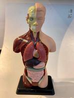 Anatomisch model, Diversen, Schoolbenodigdheden, Ophalen of Verzenden, Gebruikt