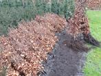 Beukenhaag groen en rood, Fagus, Taxus, haagplanten., Ophalen, Zo goed als nieuw