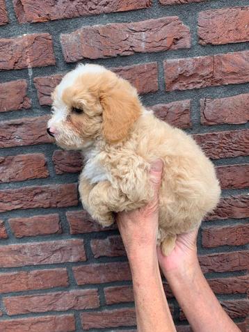 Maltipoo pups beschikbaar voor biedingen
