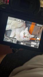 Britse korthaar 1 jaar oud, gecastreerd en gechipt, Dieren en Toebehoren, Katten en Kittens | Raskatten | Korthaar, Kater, Gechipt