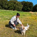 Hondje gezocht / gouden mandje aangeboden, Dieren en Toebehoren, Honden | Chihuahua's en Gezelschapshonden, Particulier, Teef