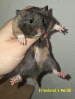 🐹 Syrische hamster / goudhamster nestje van hobbyfokker, Dieren en Toebehoren, Hamster, Augustus, Meerdere dieren, Tam