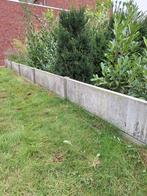 taxus, Ophalen, Taxus, Struik, 100 tot 250 cm