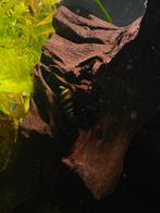 Helena slakken slak etende slak, Slak of Weekdier, Zoetwatervis