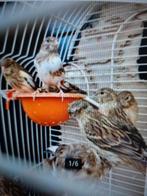 t.k. mooie donkerbontrood harlekijn kanaries 2024/25, Dieren en Toebehoren, Vogels | Kanaries, Meerdere dieren, Kleurkanarie