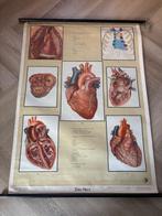 oude schoolplaat hart, Antiek en Kunst, Ophalen, Natuur en Biologie