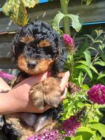 Prachtige middenslag poedel pups️❤ nog 1 teefje beschikbaar, Dieren en Toebehoren, Poedel, Rabiës (hondsdolheid), 8 tot 15 weken