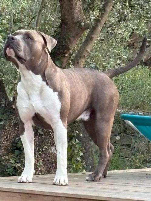 Lieve american stafford dekreu bleu/brown, Dieren en Toebehoren, Honden | Dekreuen, Reu, Particulier, Eén hond, Nederland, 1 tot 2 jaar