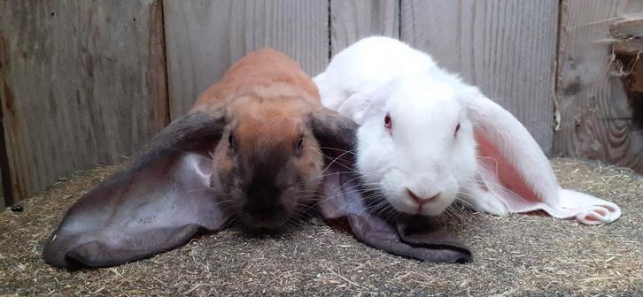 Engelse hangoren af te halen in den Helder, Dieren en Toebehoren, Konijnen