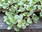 Phedimus Spurius rotsplanten, Ophalen, Bodembedekkers, Volle zon, Vaste plant