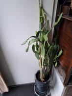 Cactus, ca 110 cm hoog., Ophalen, Cactus
