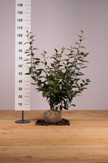 Eleagnus ebbingei olijfwilg beschikbaar voor biedingen