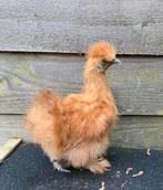 Zijdehoenders, Geslacht onbekend, Kip