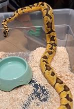 Super enchi yellowbelly fire orangedream, Dieren en Toebehoren, Reptielen en Amfibieën, Slang, 0 tot 2 jaar